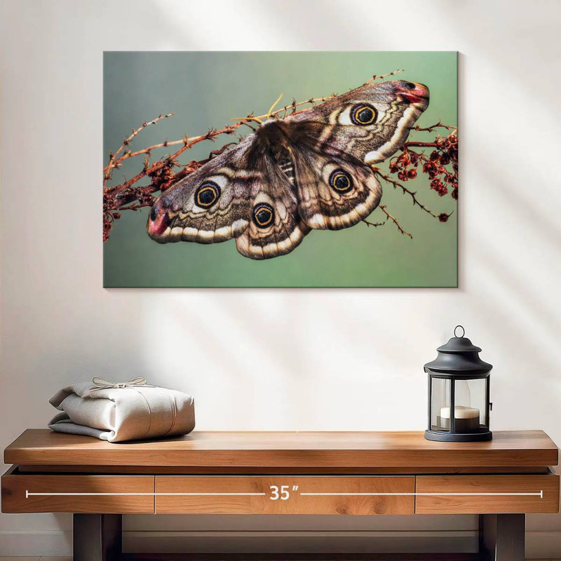 Crowle Emperor Moth, 16" H x 24" W
