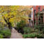Chicago Brownstones In Fall Print by Morgan Anderson