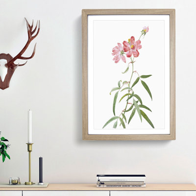 Peach-leafed Roses in Pink by Pierre-Joseph Redoute - Picture Frame Painting Print