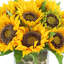 Faux Sunflowers in Vase-1031976619