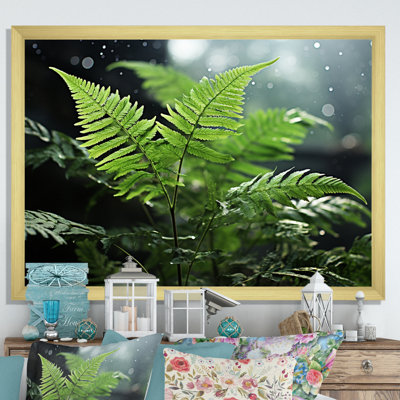 " Ferns Close Up Photo IV "