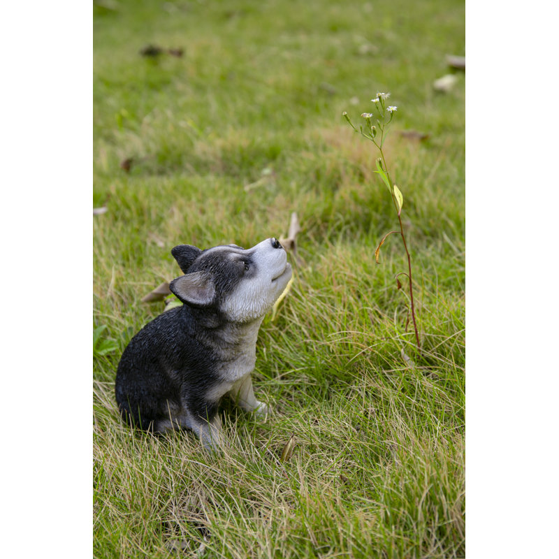 CHIOT SIBERIEN HUSKY PUPPY