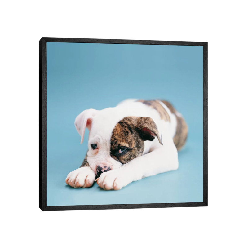 Shadow by Rachael Hale - Print on Canvas, 45.72 cm H x 45.72 cm W, Black Framed