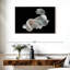 Poisson Betta blanc Brampt-108738224
