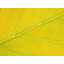 Autumn Leaf Print by Philippe Monthoux-65782172-132612971