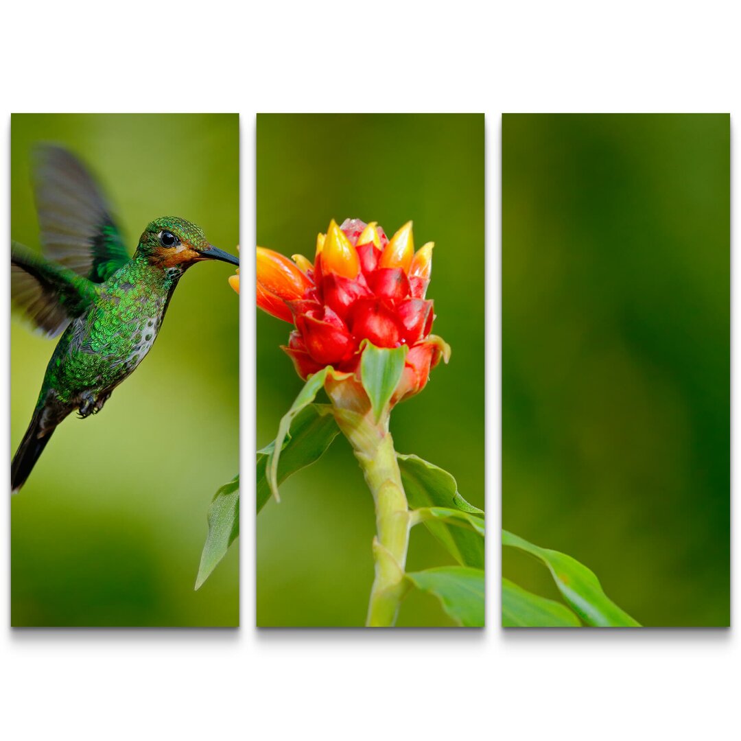 3-tlg. Leinwandbilder-Set Grünstirn-Brillantkolibri aus Costa Rica