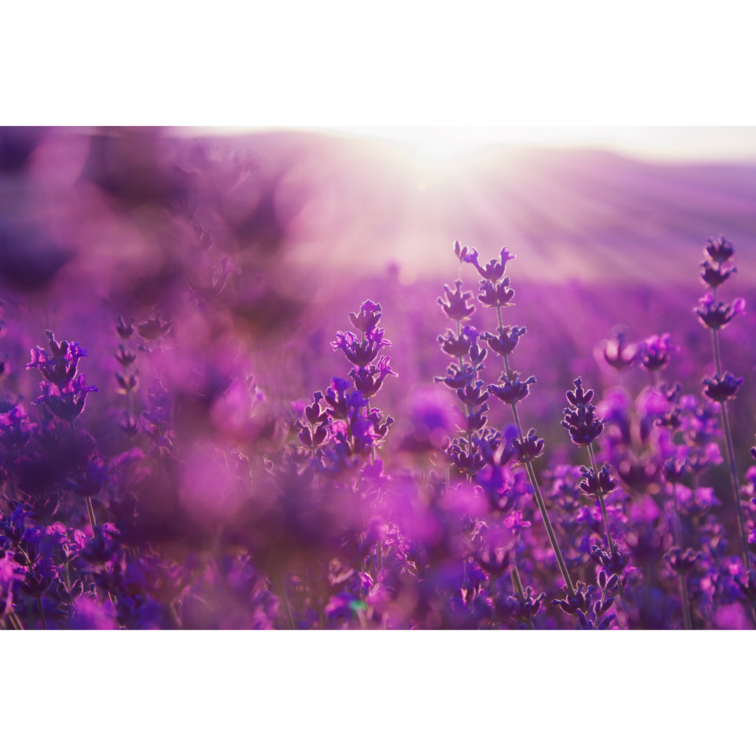 Blurred Summer Background Of Lavender Flowers by Liusol - Wrapped Canvas Print