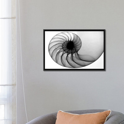 " Nautilus " by Hong Pham