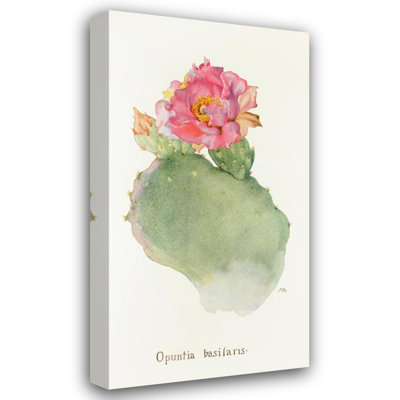 "Opuntia Basilaris" par Margaret Armstrong - Art mural sur toile tendue avec châssis