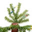 Lighted Artificial Pine Christmas Tree