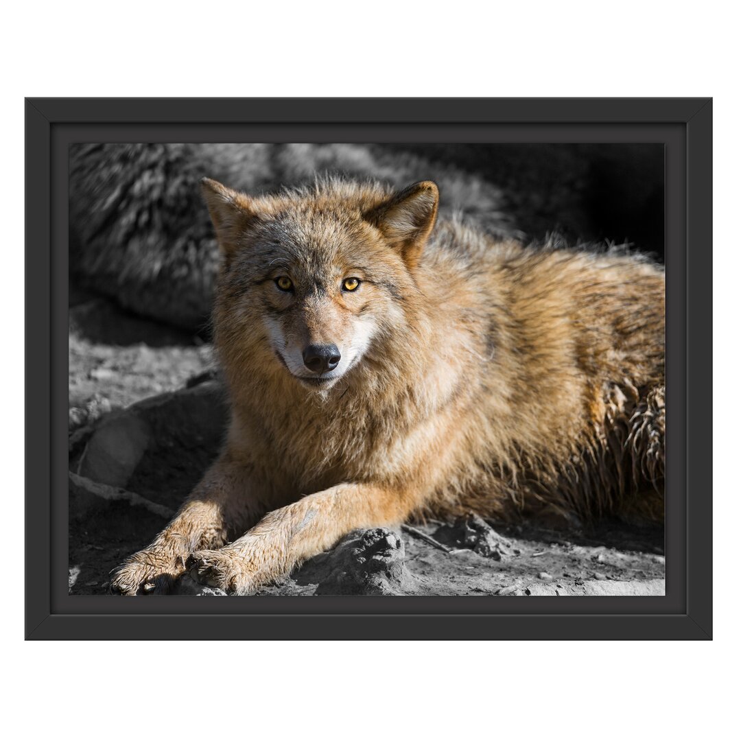 Gerahmtes Wandbild aufschauender majestätischer Wolf