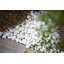 Galets en marbre poli Bianco, 1-2 po (55 sacs, 40 lb / sac)