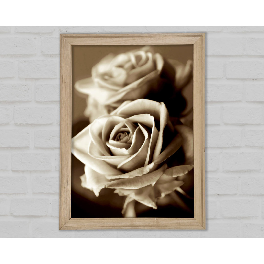 Sonnende Sepia-Rosen - Druck