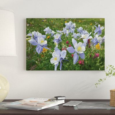 " Colorado Columbine Flowers, American Basin, Colorado II " by Tim Fitzharris