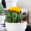 12 plantes grasses artificielles en pot