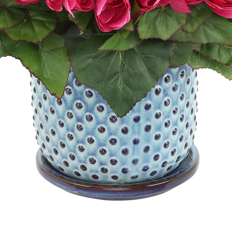 Begonias in Dotted Ceramic Pot, Pink