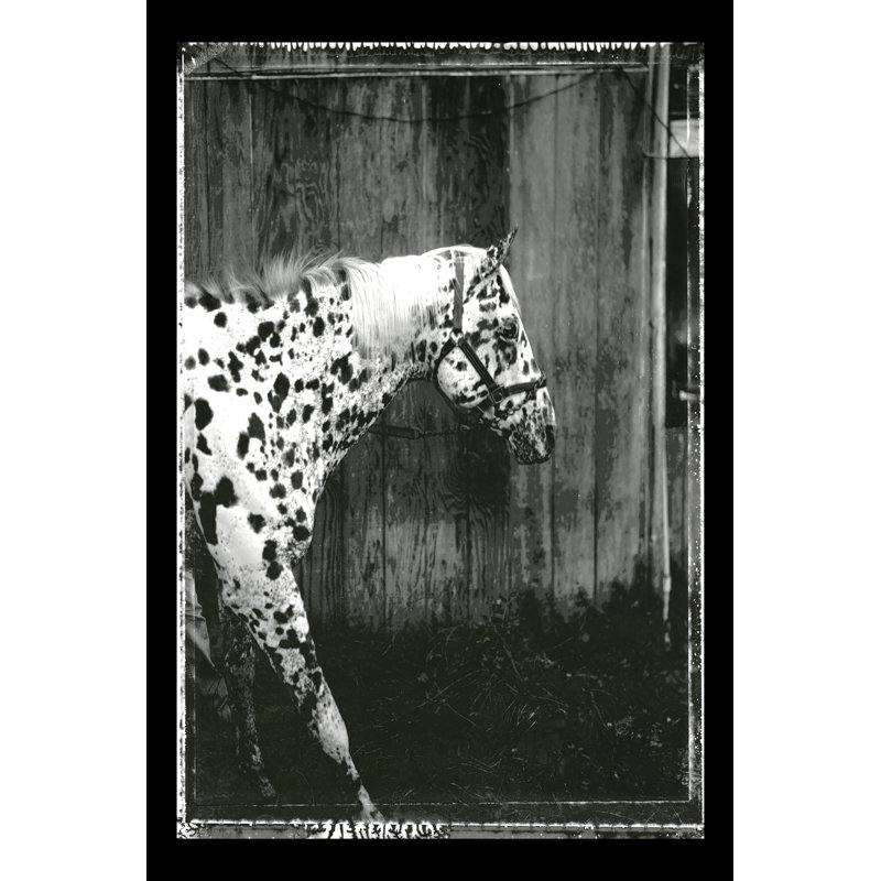 Equine Double Take I by Susan Friedman - Photograph, 122cm H x 81cm W, Wrapped Canvas