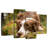 Brampt Lovable Border Collie-108895965