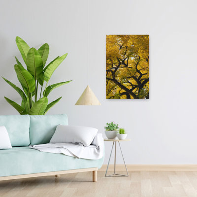 Curving branches of autumn colour cottonwood tree close up New Mexico USA. 1 Piece Wrapped Canvas Wall Art