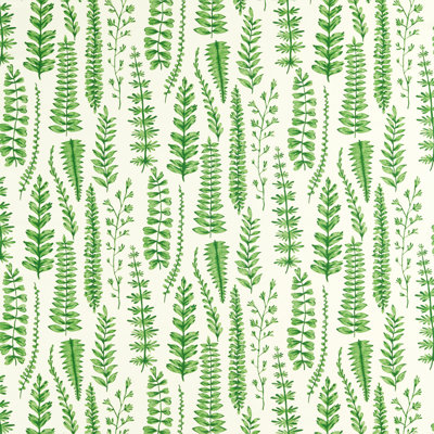 Ferns - Juniper