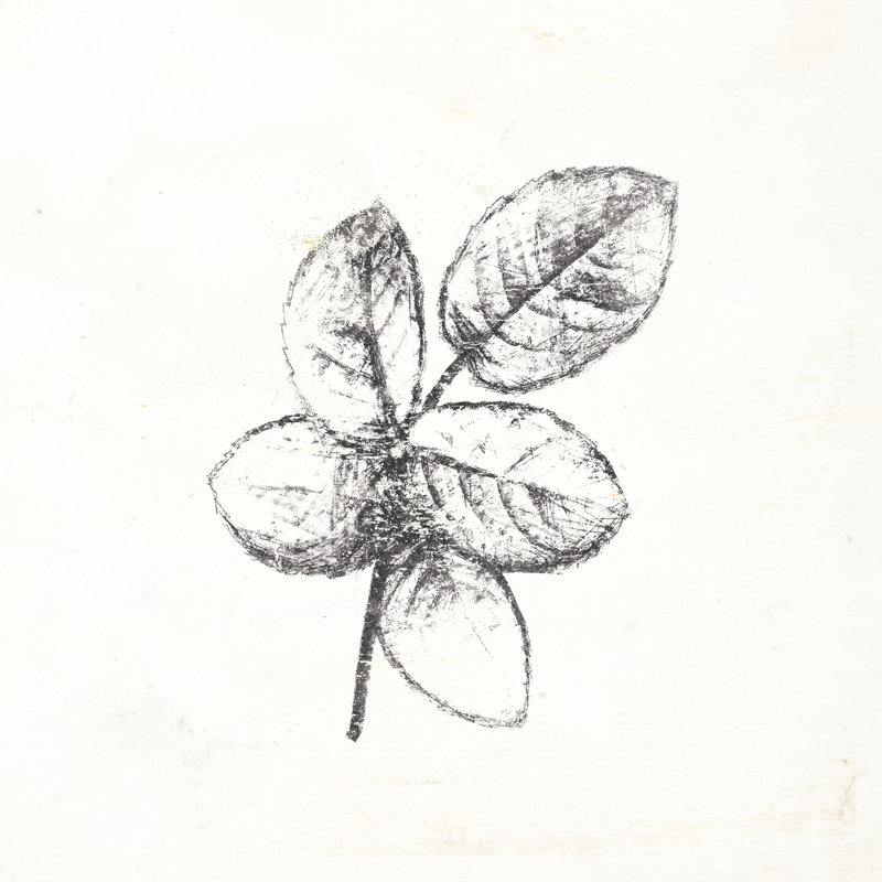 Leaf Sketch - Wrapped Canvas Print, 91cm H x 91cm W x 3.8cm D