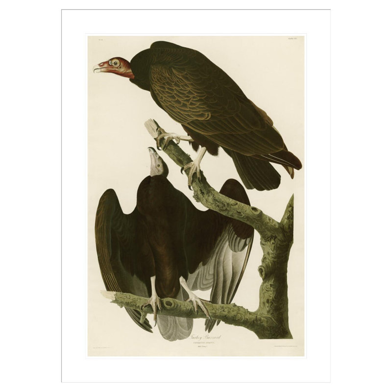 «Turquie Buzzard» par John James Audubon par John James Audubon, impression giclée encadrée, 41.5" H x 30.49" W