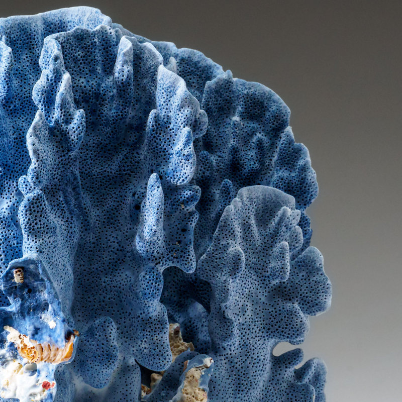 Genuine Blue Ridge Coral (11", 6 Lbs)