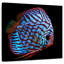 Poisson aquatique Brampt-109231629