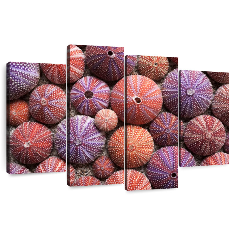 Brampt Empty Sea Urchin Shells, 32" H x 52" W