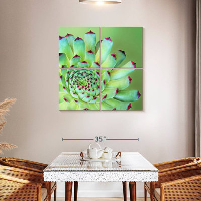 Harnek Succulent exotique