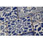Tapis tissé élégant (4 x 6 pi), 100% polyester, d'une hauteur de poils de 0,4 po | Antibactérien, antidérapant sous la surface | Lavable à la machine, impression numérique 3D | Parfait pour le salon, la chambre à coucher et la décoration intérieure-862617238