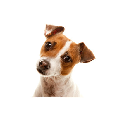 Portrait Of An Adorable Jack Russell Terrier - Wrapped Canvas Print
