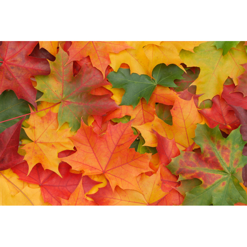 Maple Leaf Background 1 Piece Wrapped Canvas Wall Art, 51 cm H x 76 cm W