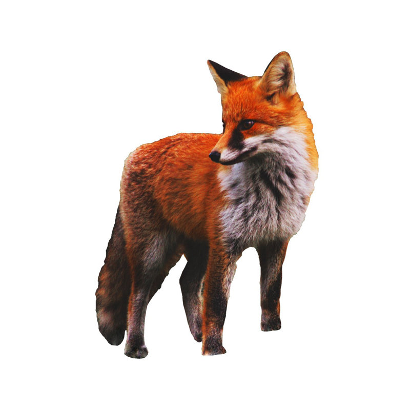 Huseman Animals Wall Sticker / Decal, 36" H x 24" W x 0.01" D