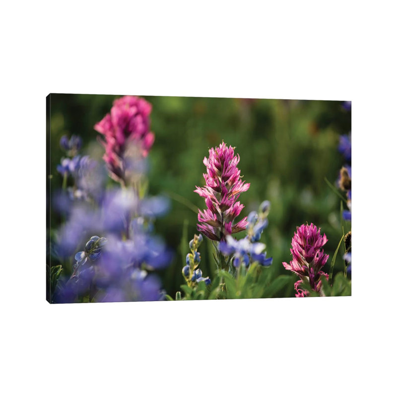 Close-Up Of Wildflowers, Mount Rainier National Park, Washington State, USA V - Wrapped Canvas Print, 20.32 cm H x 30.48 cm W