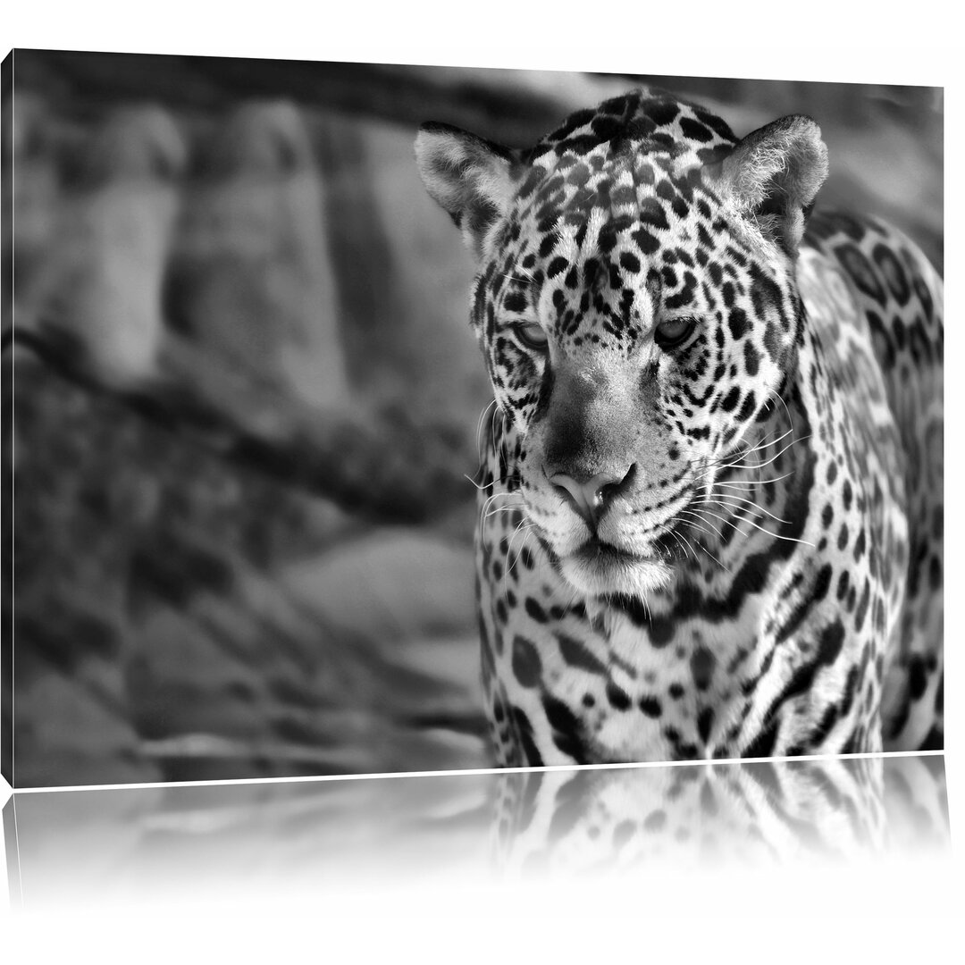 Leinwandbild Leopard, Wüste in Monochrom