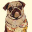 « my puggy », reproduction