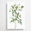 De Candolles White Rose by Luo Ping - Wrapped Canvas-55342468