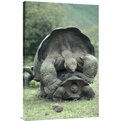 " Galapagos Giant Tortoises Mating, Alcedo Volcano, Galapagos Islands "