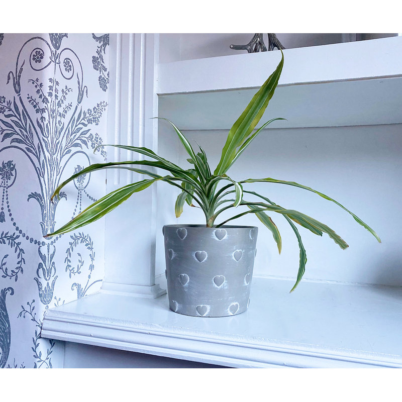 Riaria Planter Box, 13cm H x 16cm W x 16cm D