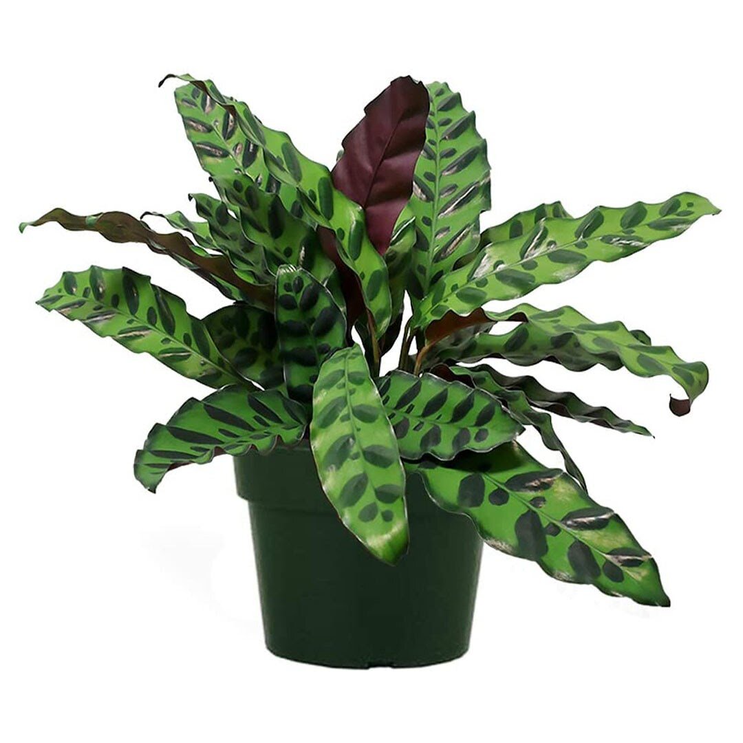 Pin Stripe Calathea - Live Plant in a 4 Inch Pot - Calathea Ornata -  Beautiful Easy to Grow Air Purifying Indoor Plant 