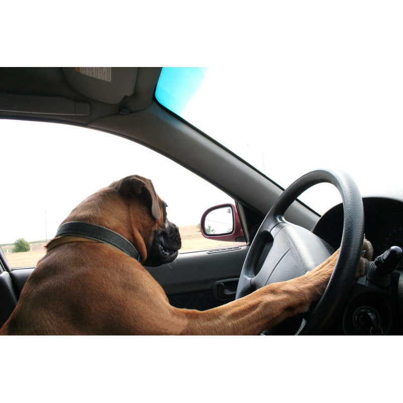 Crazy Driver by Walik, 24" H x 36" W