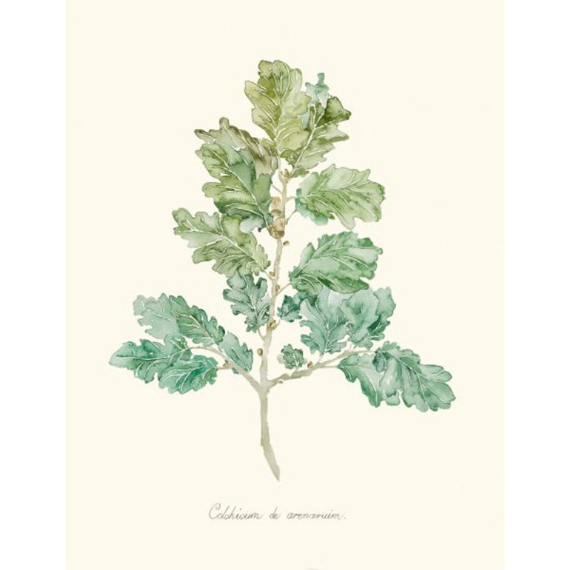 Herb Garden VI Print by Sara Brown, Outdoor, 31" H x 24" W x 1.5" D