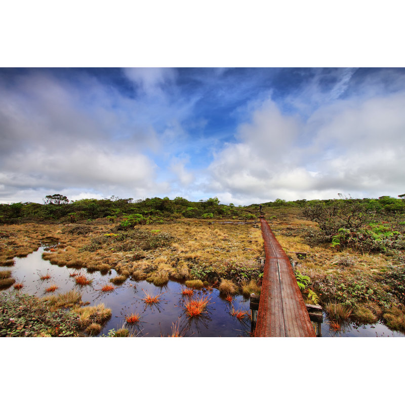 Garren Alakai Swamp Trail - Wrapped Canvas Print, 30cm H x 46cm W x 3.8cm D
