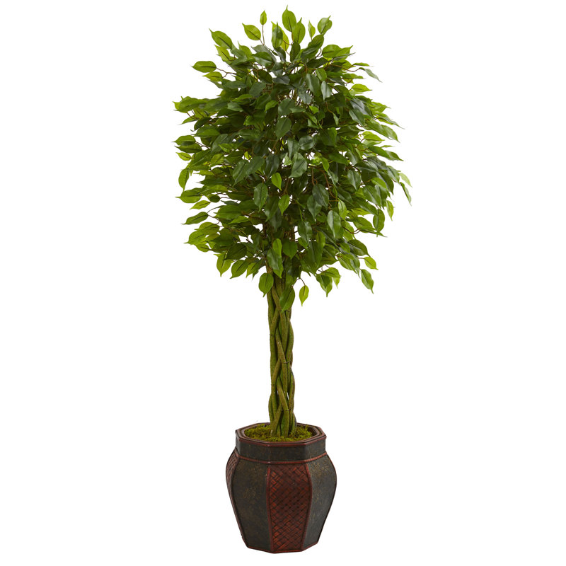 Arbre à fleurs 41,5 ficus