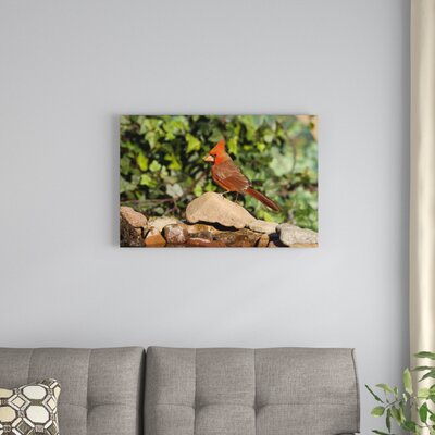 Northern Cardinal Male, Santa Rita Mountains, Arizona' Photographic Print on Wrapped Canvas -  East Urban Home, 38085A46CF6A454DB68A673EFBA97BF2