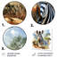Zèbre, savane, art mural-994424187