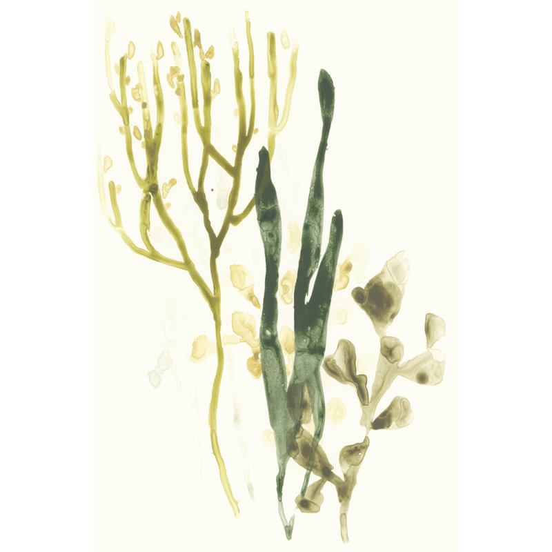 Kelp Collection V by June Erica Vess - Wrapped Canvas Art Prints, 91cm H x 61cm W