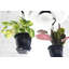 Live Brazil Philodendron Plant in Hanging Pot