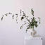 Branche de chat sauvage - 44,5 po-291214828